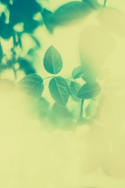 Close-up of plant leaves