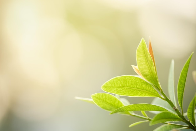 植物の葉のクローズアップ