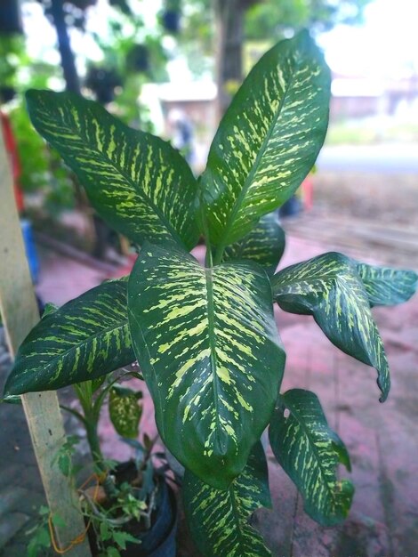 Close-up of plant leaves