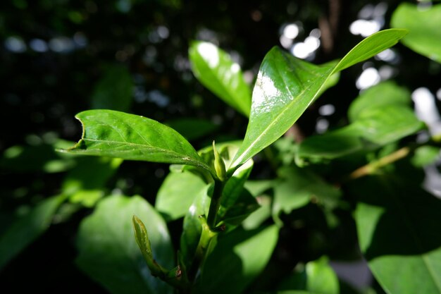 Close-up of plant leaves