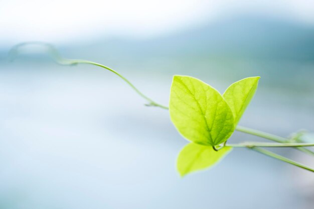 植物の葉のクローズアップ