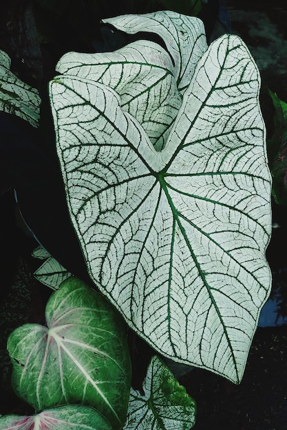 Photo close-up of plant leaves