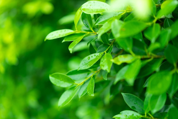 Foto prossimo piano delle foglie delle piante