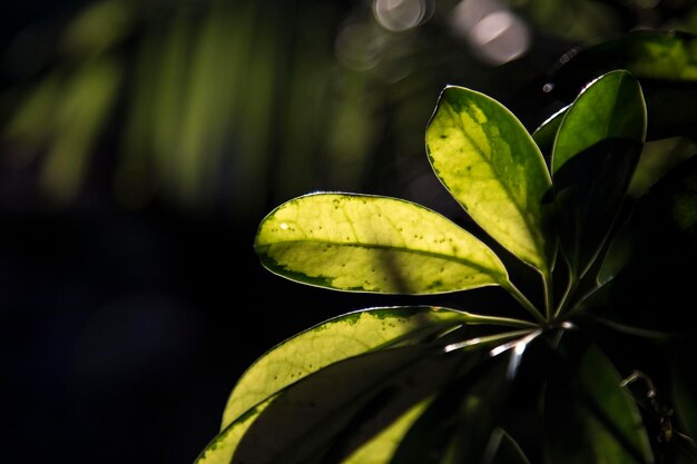 植物の葉のクローズアップ