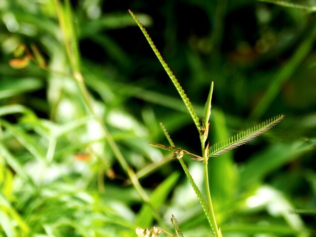 Photo close-up of plant leaves