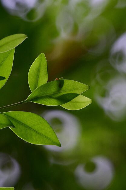 Close-up of plant leaves