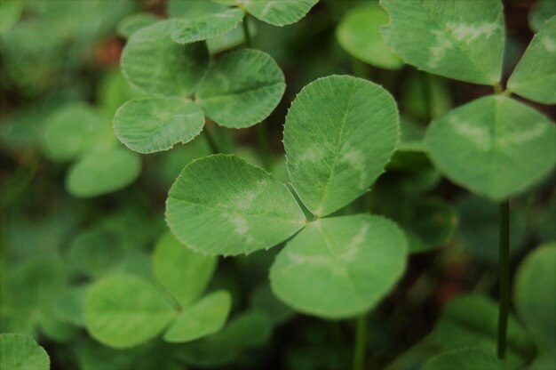 Photo close-up of plant leaves