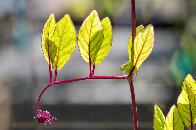 Close-up of plant leaves