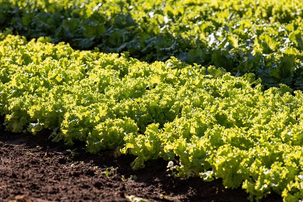 close up of plant lettuce vegetable of the species lactuca sativa