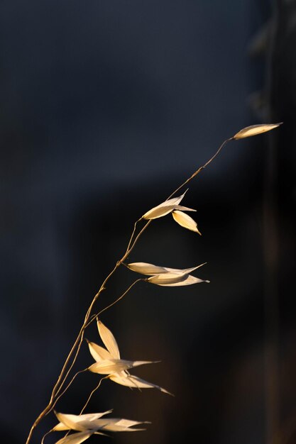 Photo close-up of plant at night