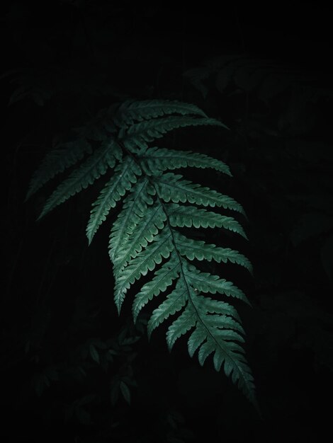 Photo close-up of plant at night