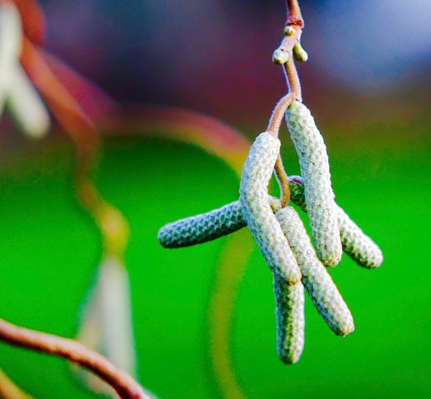 Photo close-up of plant pod