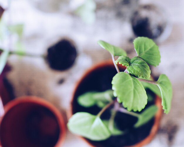 鉢の中の植物のクローズアップ