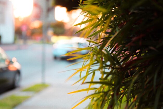 Photo close-up of plant on road