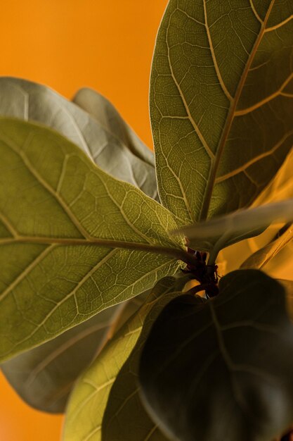 A close up of a plant s leaves on an orange background