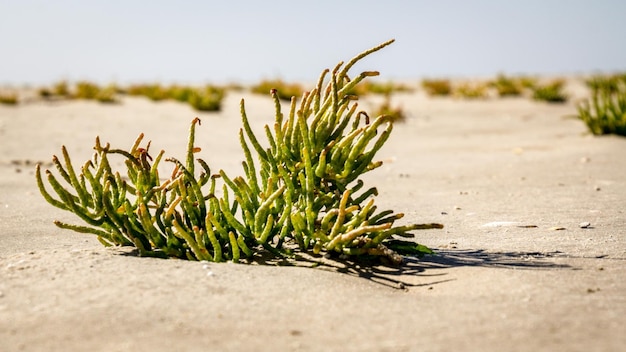 Photo close-up of plant on sand