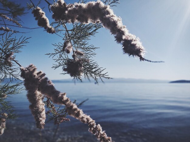 Close-up of plant in sea against sky