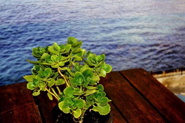 Foto prossimo piano dell'impianto in mare