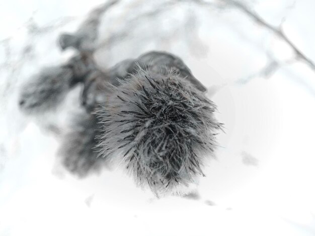 Photo close-up of plant on snow covered field