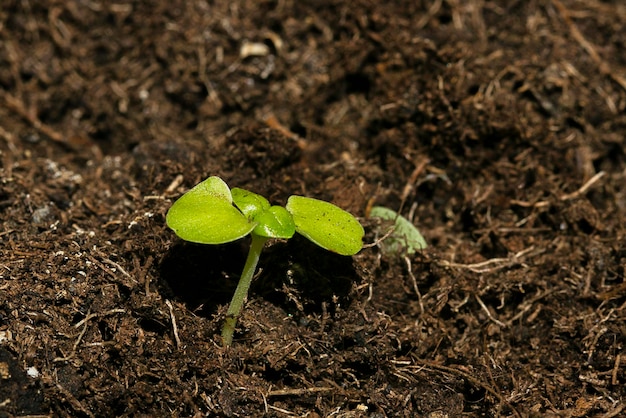 A close up of a plant in the soil