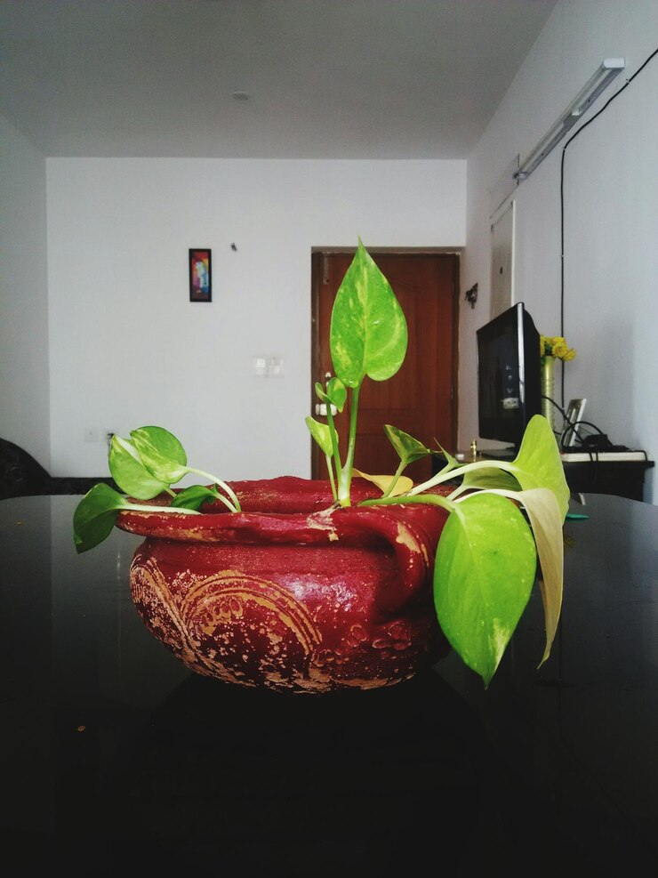 फोटो घर पर टेबल पर पौधे का क्लोज-अप।