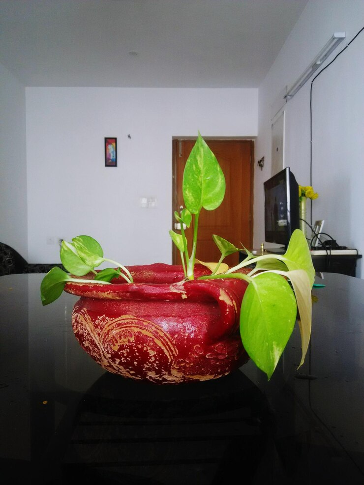 फोटो घर पर टेबल पर पौधे का क्लोज-अप।