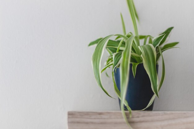 Close-up of plant on table