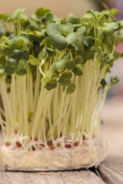 close-up of plant on table