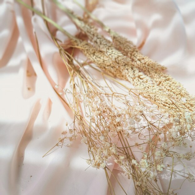 Photo close-up of plant on table