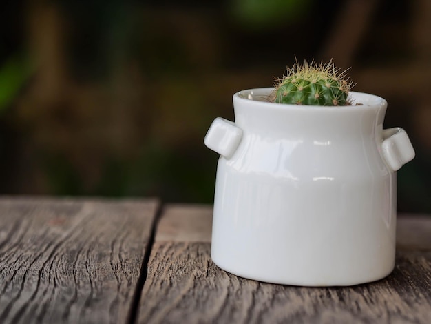 Photo close-up of plant on table