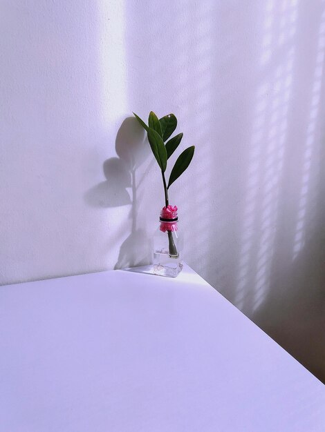 Photo close-up of plant in vase against wall