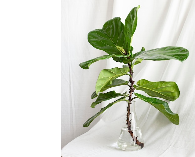 Photo close-up of plant in vase on table