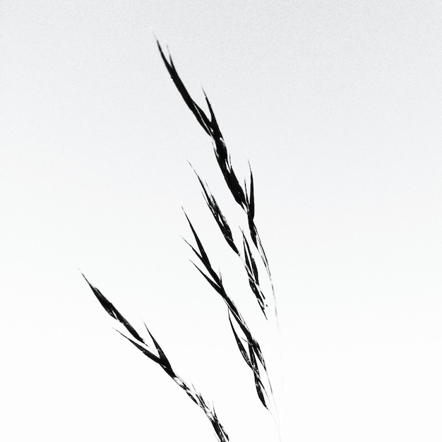 Photo close-up of plant over white background