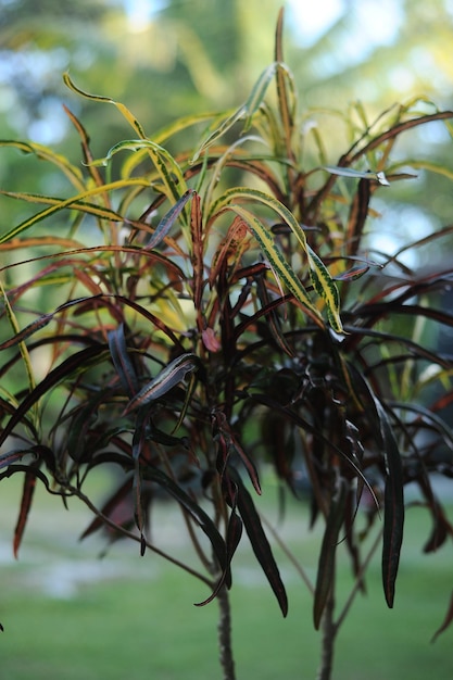Foto un primo piano di una pianta con foglie nere e verdi