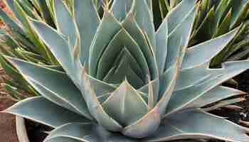 Photo a close up of a plant with a blue flower