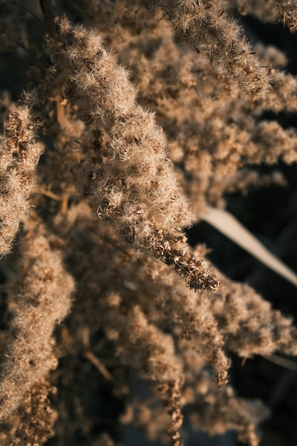 A close up of a plant with a brown flower