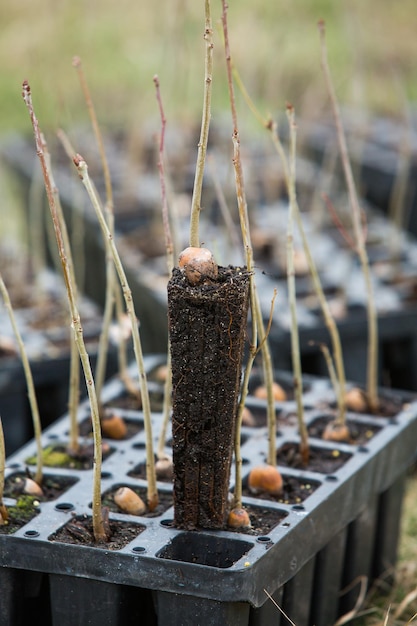 A close up of a plant with a brown piece of wood in the middle of it.