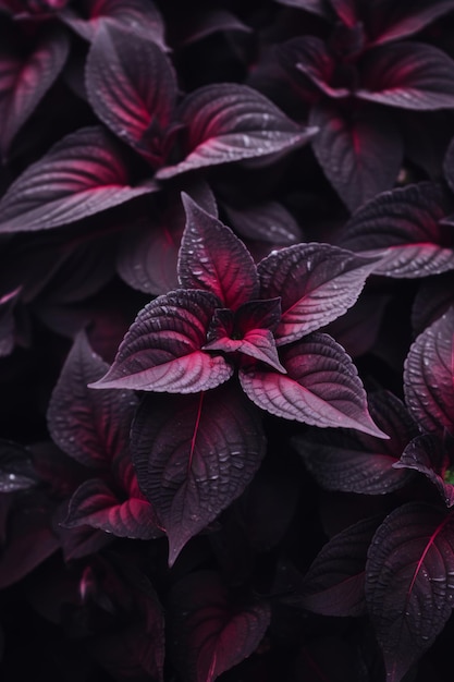 a close up of a plant with dark red leaves