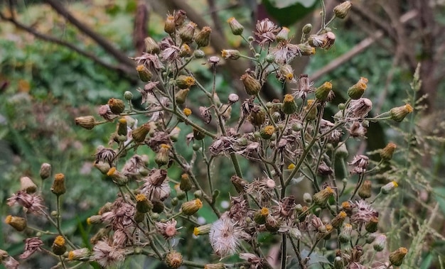 A close up of a plant with a few flowers