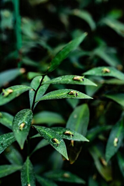 数枚の葉を持つ植物のクローズアップ