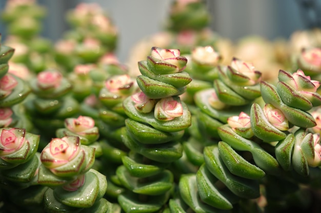 A close up of a plant with a flower like flower