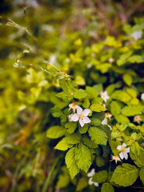 a close up of a plant with flowers