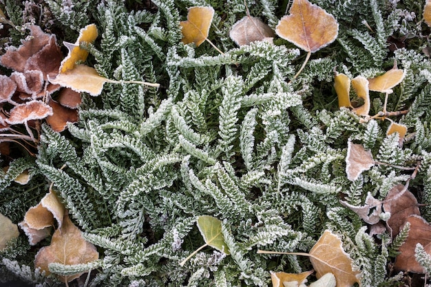 A close up of a plant with frost on it