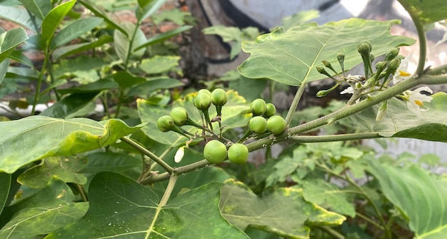 Photo a close up of a plant with green fruits