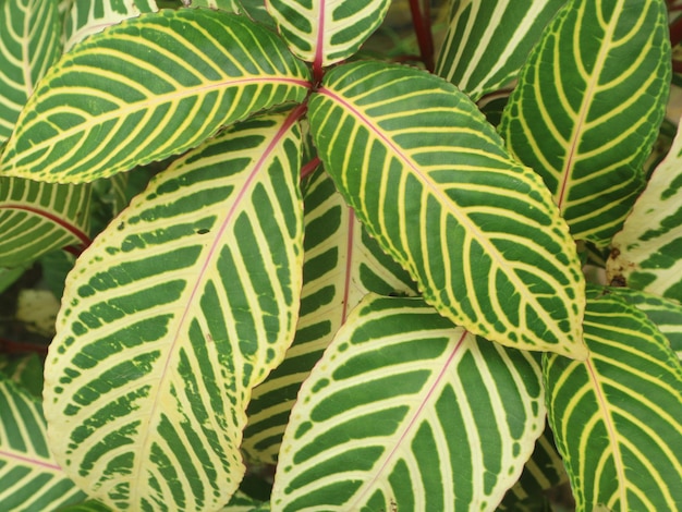 초록색 잎 을 가진 식물 의 근접 사진