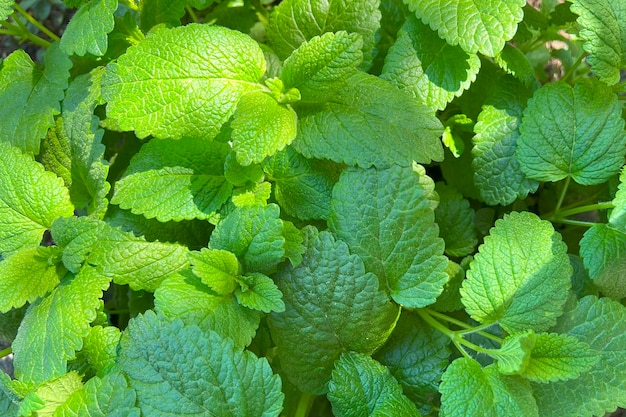 A close up of a plant with a green leafy plant mint