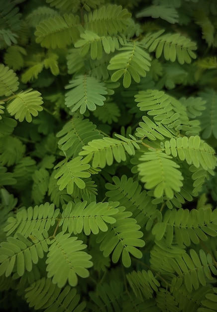 Photo a close up of a plant with a green leafy plant.