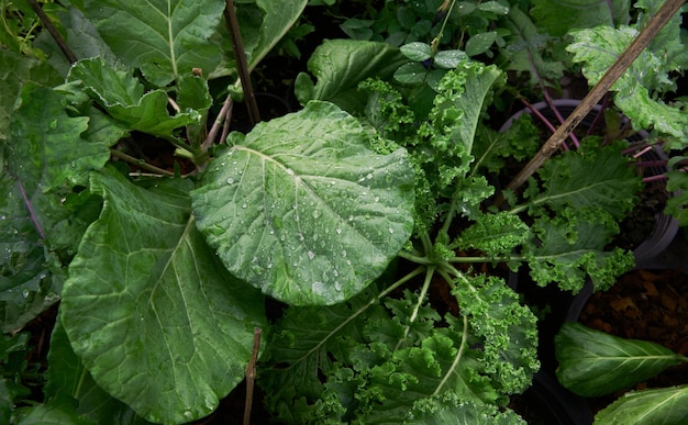 緑の葉を持つ植物と「緑」という言葉が書かれた葉の接写。