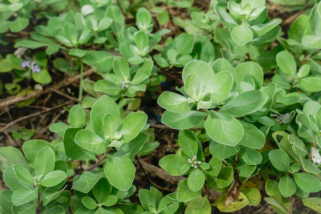 緑の葉と「緑」という言葉が上にある植物の接写。