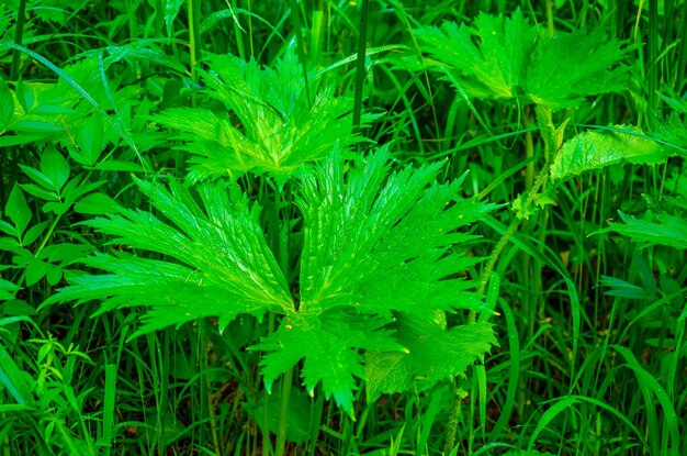 A close up of a plant with green leaves and the word " o " on it